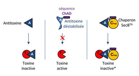IPBS/LMGM - L'addiction au chaperon chez les systèmes Toxine-Antitoxine | Les laboratoires du CNRS Occitanie Ouest dans la presse | Scoop.it