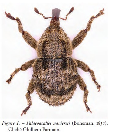 Onze esp&egrave;ces de col&eacute;opt&egrave;res,&nbsp;nouvelles pour la for&ecirc;t de Gr&eacute;signe (Tarn), des captures in&eacute;dites d&rsquo;esp&egrave;ces rarement observ&eacute;es et r&eacute;vision de la faune des Col&eacute;opt&egrave;res de ce massif forestier | EntomoNews | Scoop.it