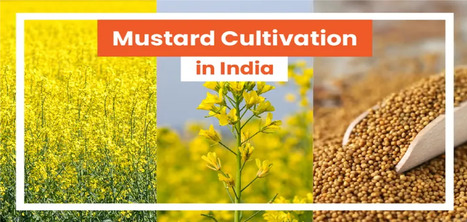 How to do Mustard Cultivation in India | Find the best farming tractor at the best price | Scoop.it
