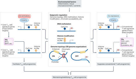 The regulation and differentiation of regulatory T cells and their dysfunction in autoimmune diseases | Nature Reviews Immunology | AUTOIMMUNITY | Scoop.it