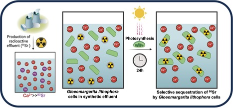 The cyanobacterium G. lithophora is a promising organism for effective bioremediation of waters contaminated with 90Sr | I2BC Paris-Saclay | Scoop.it