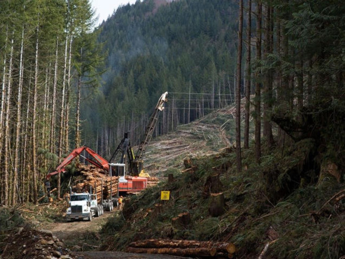 Deloitte downgrades B.C.'s economic outlook amid declining forestry sector, population decrease | Financial Markets Report  - Transforming Money Into Wealth | Scoop.it