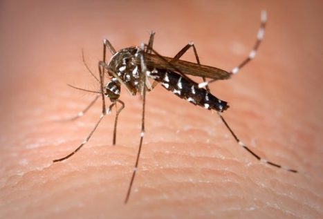 Près de Toulouse, une ville va tester une borne anti-moustique pour limiter l’invasion | GREENEYES | Scoop.it