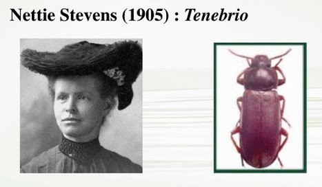 Nettie Stevens, inventrice de la théorie sur les chromosomes sexuels | EntomoScience | Scoop.it