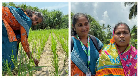 ODISHA, INDIA: Swarnalata Sahu, Who Taught Odisha's Women Farmers How Climate Action Begins From Paddy Fields | SRI Global News ++ March - May 2025    System of Rice Intensification (SRI) | Scoop.it
