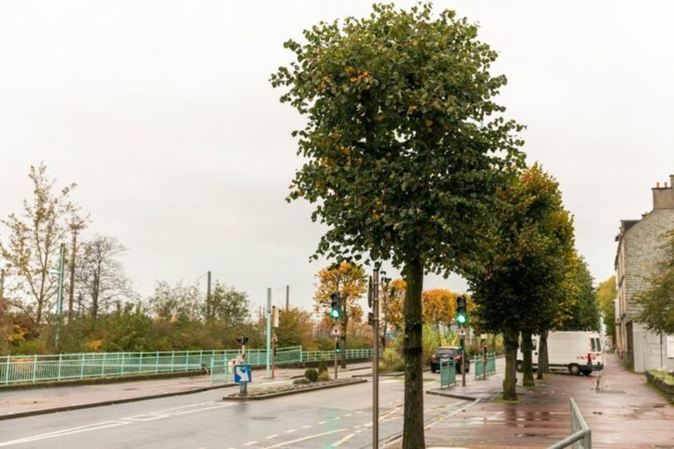 Cherbourg : la ville va revégétaliser certains secteurs en plantant des arbres | Une semaine d'actu - Newsletter de veille de l'AURH | Scoop.it