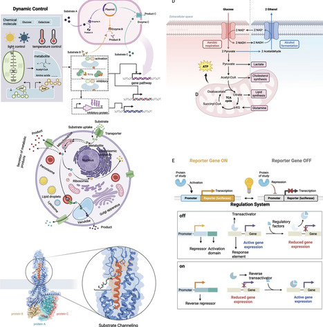 From Plants to Microbes: Harnessing Enzyme Promiscuity for Natural Product Synthesis | acs | RMH | Scoop.it