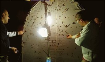 Chasse aux papillons de nuit en  Nouvelle-Cal&eacute;donie | Vari&eacute;t&eacute;s entomologiques | Scoop.it