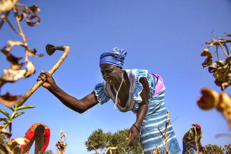 Agroecology Pays Off in Burkina Faso: New Study Shows 77% Yield Gains and Strong Financial Returns Despite Extremely Dry Conditions | Questions de d&eacute;veloppement ... | Scoop.it