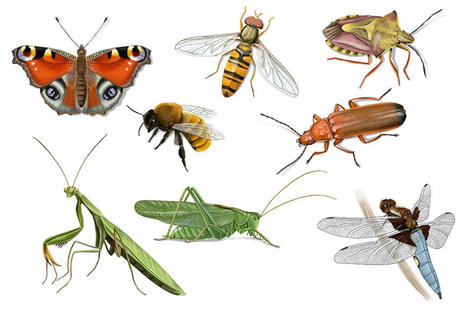 Le site "Les carnets nature de Jessica" | Insect Archive | Scoop.it
