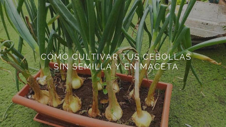 Cómo cultivar tus cebollas sin semilla y en maceta | TIC-TAC_aal66 | Scoop.it