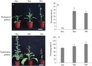 [Article] Identification of Flowering Regulatory Genes in Allopolyploid Brassica juncea - ScienceDirect | HORTICULTURE | Scoop.it