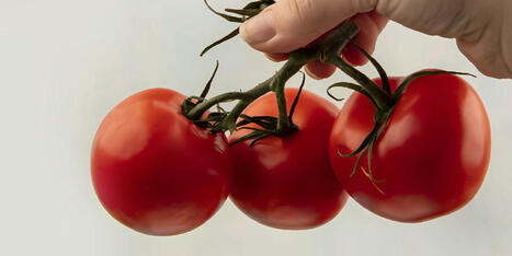 MAROC : Filière de la tomate : le manque de main-d’œuvre se fait ressentir ! | CIHEAM Press Review | Scoop.it