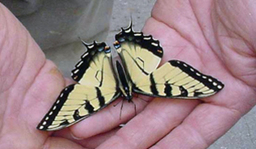 Wildlife Sightings on SciStarter | Education Matters - (tech and non-tech) | Scoop.it