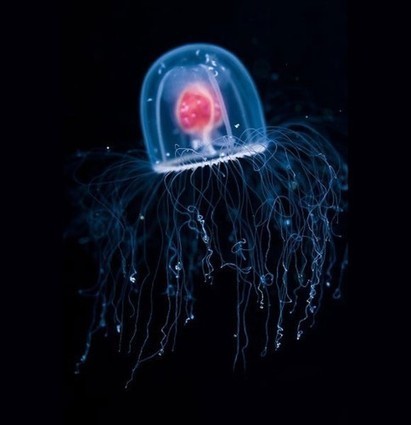 Une méduse immortelle sème la panique dans le monde scientifique | Remembering tomorrow | Scoop.it