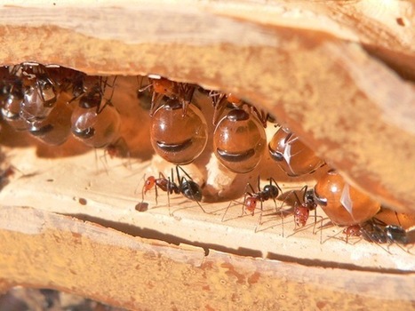 Certaines fourmis sont utilis&eacute;es comme des cuves vivantes de stockage par leur colonie. | GuruMeditation | EntomoNews | Scoop.it