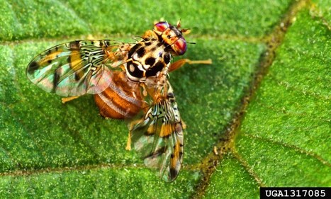 Parts of Santa Clara County placed under quarantine for invasive Mediterranean fruit fly – | Industry 411 - Waste Management | Scoop.it