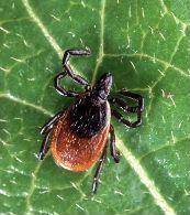 En France, la maladie de Lyme souffre de d&eacute;ni m&eacute;dical | Microbiologie | Scoop.it