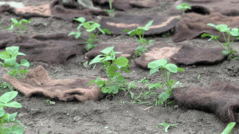 Au Japon, des matelas de cheveux humains servent d'engrais pour les plants de soja - France TV info | Pour innover en agriculture | Scoop.it