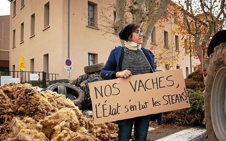 Dermatose nodulaire&nbsp;: des syndicats proposent un protocole exp&eacute;rimental pour &eacute;viter les abattages de bovins | LeMasInfos | Scoop.it