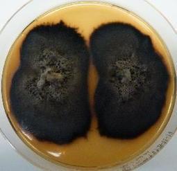 Web resource: 1000 Fungal Genomes Project (2016) | Plant Pathogenomics | Scoop.it