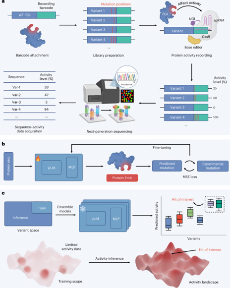 Sequence Display enables large-scale sequence&ndash;activity datasets for rapid protein evolution | Nbt | RMH | Scoop.it