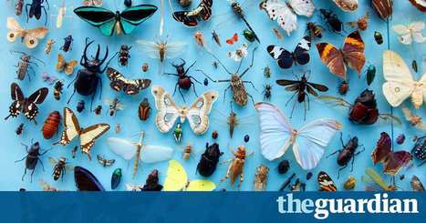 A giant insect ecosystem is collapsing due to humans. It's a catastrophe | Curtin Global Challenges Teaching Resources | Scoop.it