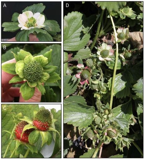 Original Paper in Plant Health Prog &bull; P&eacute;rez-L&oacute;pez/Goulet Labs 2021 &bull; Strawberry Green Petal Disease: A Diagnostic Guide | Originals | Scoop.it
