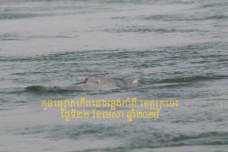 Joy as seventh critically endangered Mekong Dolphin calf of the year reported - Asia News NetworkAsia News Network | Soggy Science | Scoop.it
