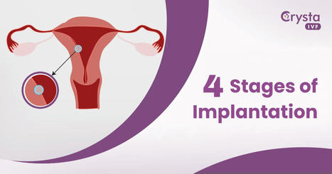 The 4 Stages of Implantation: The Curtain Opens | Fertility Treatment in India | Scoop.it