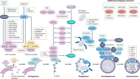 Autophagy modulation in cancer | Nature Reviews Drug Discovery | Immunology | Scoop.it