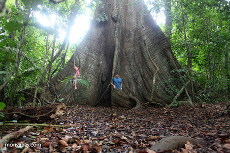 Big trees, like the old-growth forests they inhabit, are declining globally | BIODIVERSITY IS LIFE  &ndash; | Scoop.it
