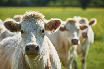 Bovins de boucherie : la tension se renforce dans le secteur du jeune bovin | Actualité Bétail | Scoop.it