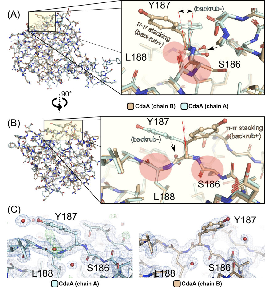 Computer-aided design of a cyclic di-AMP synthe...