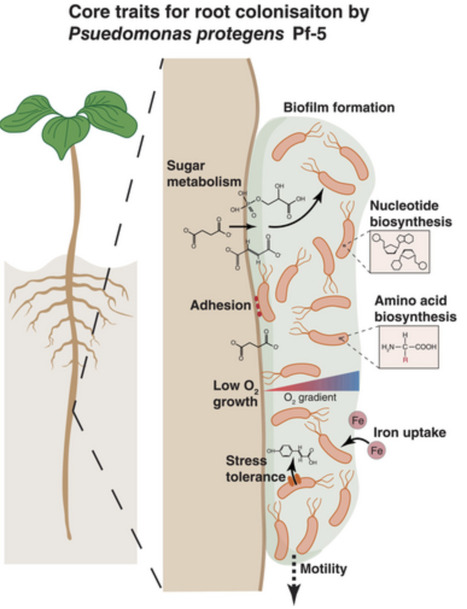 Genetic Drivers of Plant Root Colonisation by the Biocontrol Agent Pseudomonas protegens Pf-5 | emb | RMH | Scoop.it