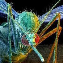 Des moustiques transgéniques autorisés en Floride | EntomoNews | Scoop.it