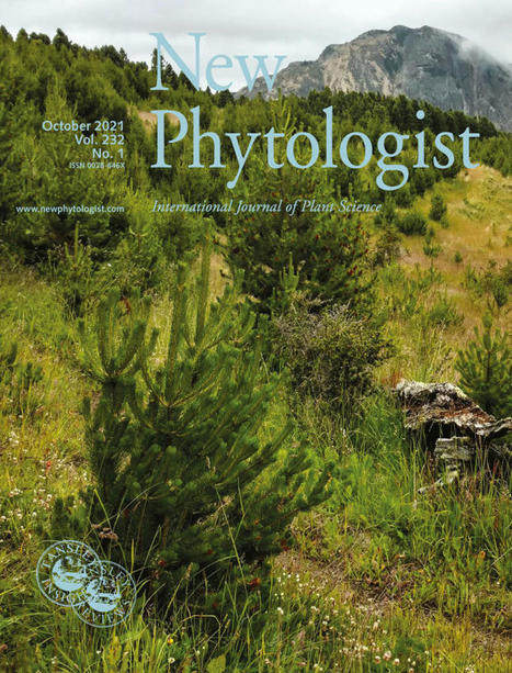 [Artcile scientifique] Plant growth: the What, the How, and the Why - Hilty - 2021 - New Phytologist - Wiley Online Library | SCIENCES DU VEGETAL | Scoop.it