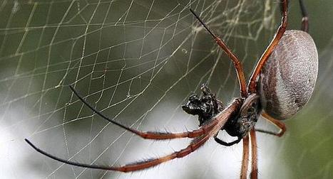 La soie d’araignée, matériau du futur pour la médecine et les textiles | EntomoScience | Scoop.it
