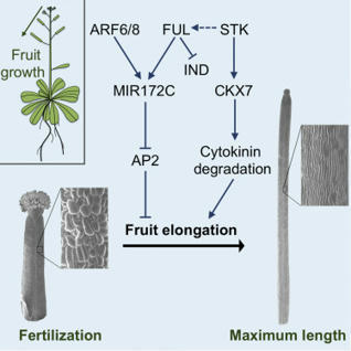 SEEDSTICK Controls Arabidopsis Fruit Size by Regulating Cytokinin Levels and FRUITFULL | SEED-DREAM Lab info | Scoop.it