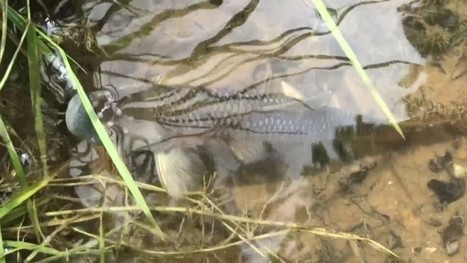 Locals react to anniversary of chemical spill at Tinker Creek / 29.07.2018 | Pollution accidentelle des eaux par produits chimiques | Scoop.it