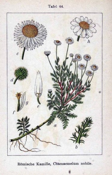La camomille romaine (Chamaemelum nobile ou Anthemis nobilis) | La Cabane aux Arômes | Scoop.it