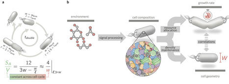 Maintenance of cytoplasmic and membrane densities shapes cellular geometry in Escherichia coli | Ncm | RMH | Scoop.it