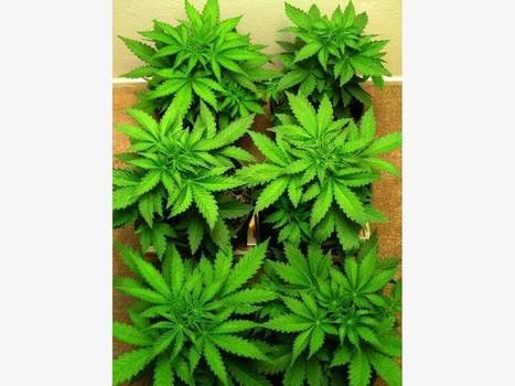PA Medical Marijuana Available In 6 Months, Registry Launched | Newtown News of Interest | Scoop.it