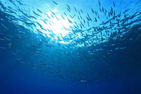 Le plancton est en train de disparaître massivement dans les océans, prélude à un désastre | Biodiversité | Scoop.it