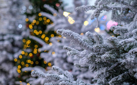 Bienvenue dans la Forêt enchantée de l’Hôtel de Ville - Ville de Paris | FLEurons de France | Scoop.it