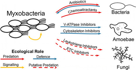 The Chemical Ecology of Predatory Soil Bacteria | Natural Products Chemistry Breaking News | Scoop.it