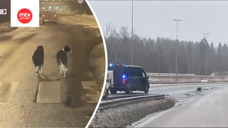 Ajotiell&auml; juoksevat koirat ihmetytt&auml;v&auml;t Helsingiss&auml; | MTV Uutiset | 1Uutiset - Lukemisen t&auml;hden | Scoop.it