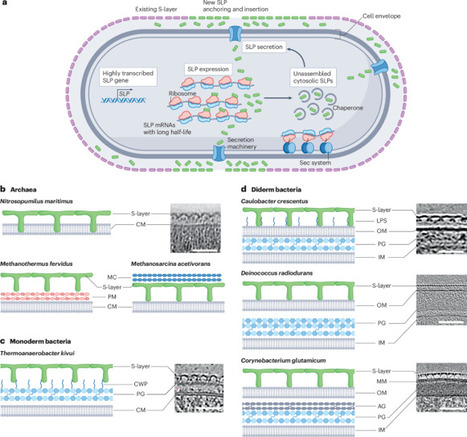 Assembly, architecture and functional roles of ...