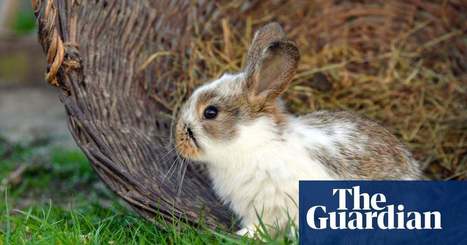 Burying pet rabbits in gardens could spread viral haemorrhagic disease in the UK  | Virus World | Scoop.it