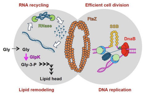 Adaptive laboratory evolution of a minimal cell to low temperature | brve | RMH | Scoop.it